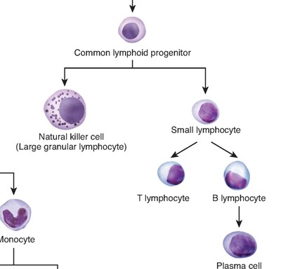 The Biology of the Immune System
