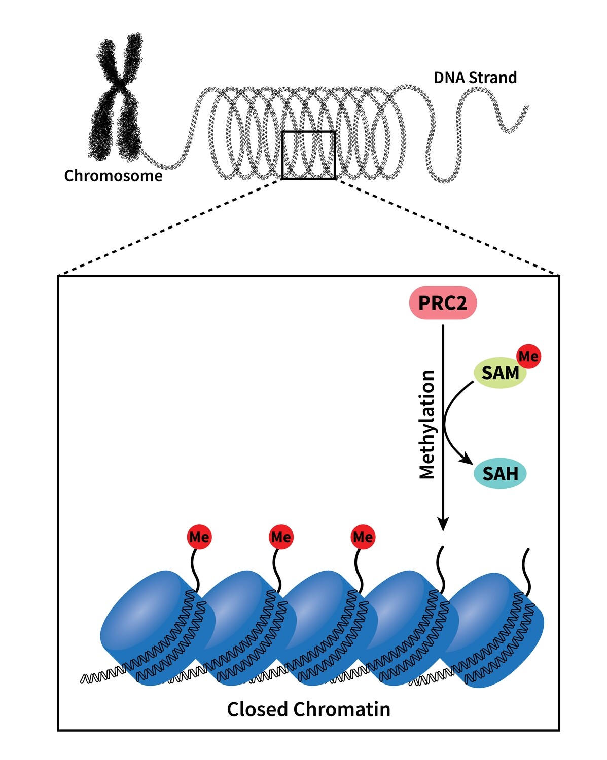 Genetics and Epigenetics of Common Chronic Illnesses in Humans