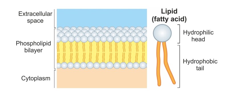 Lipid Replacement and Cellular Health (Self-Guided)
