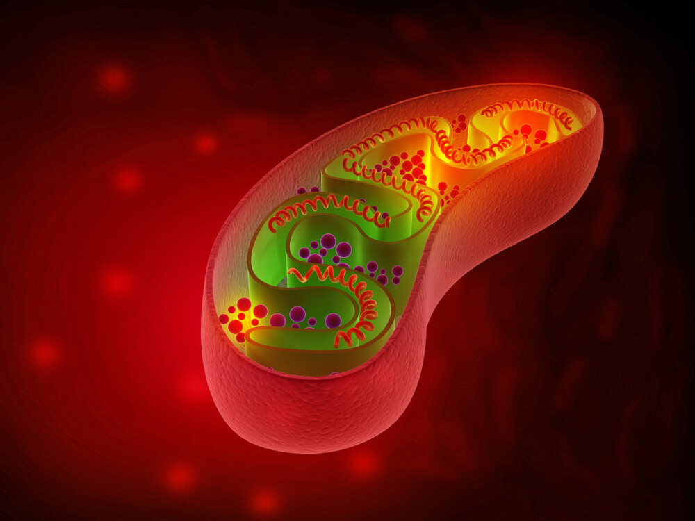 Mitochondria and Human Health Part 2