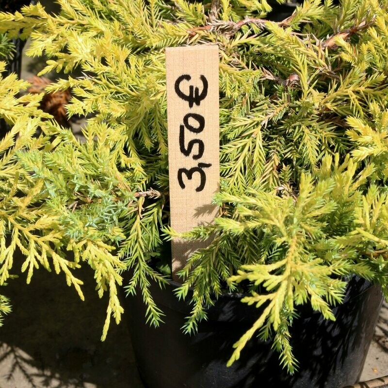 Wooden Plant Labels