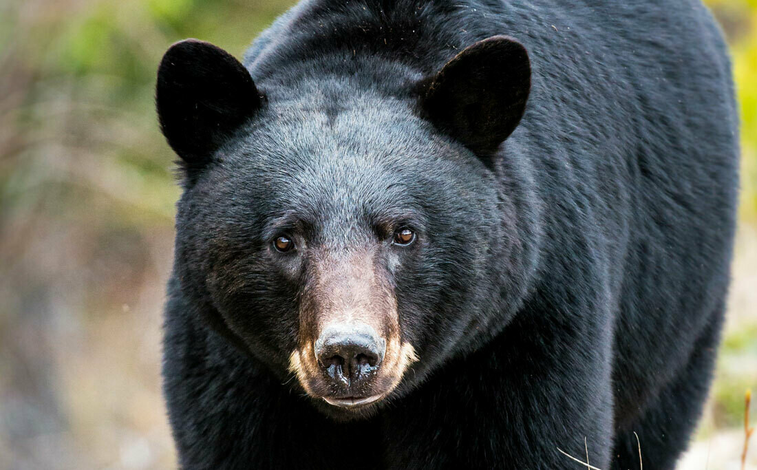 Chasse à l'Ours Chasse à l'Ours