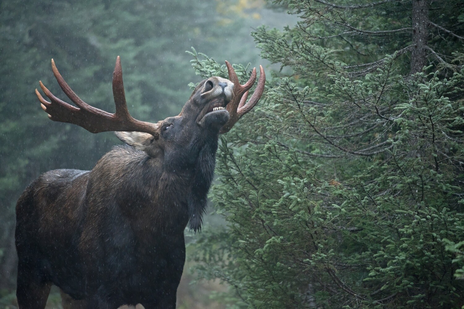 Chasse à l'Orignal | Forfait 1 Chasse à l'Orignal | Forfait 1