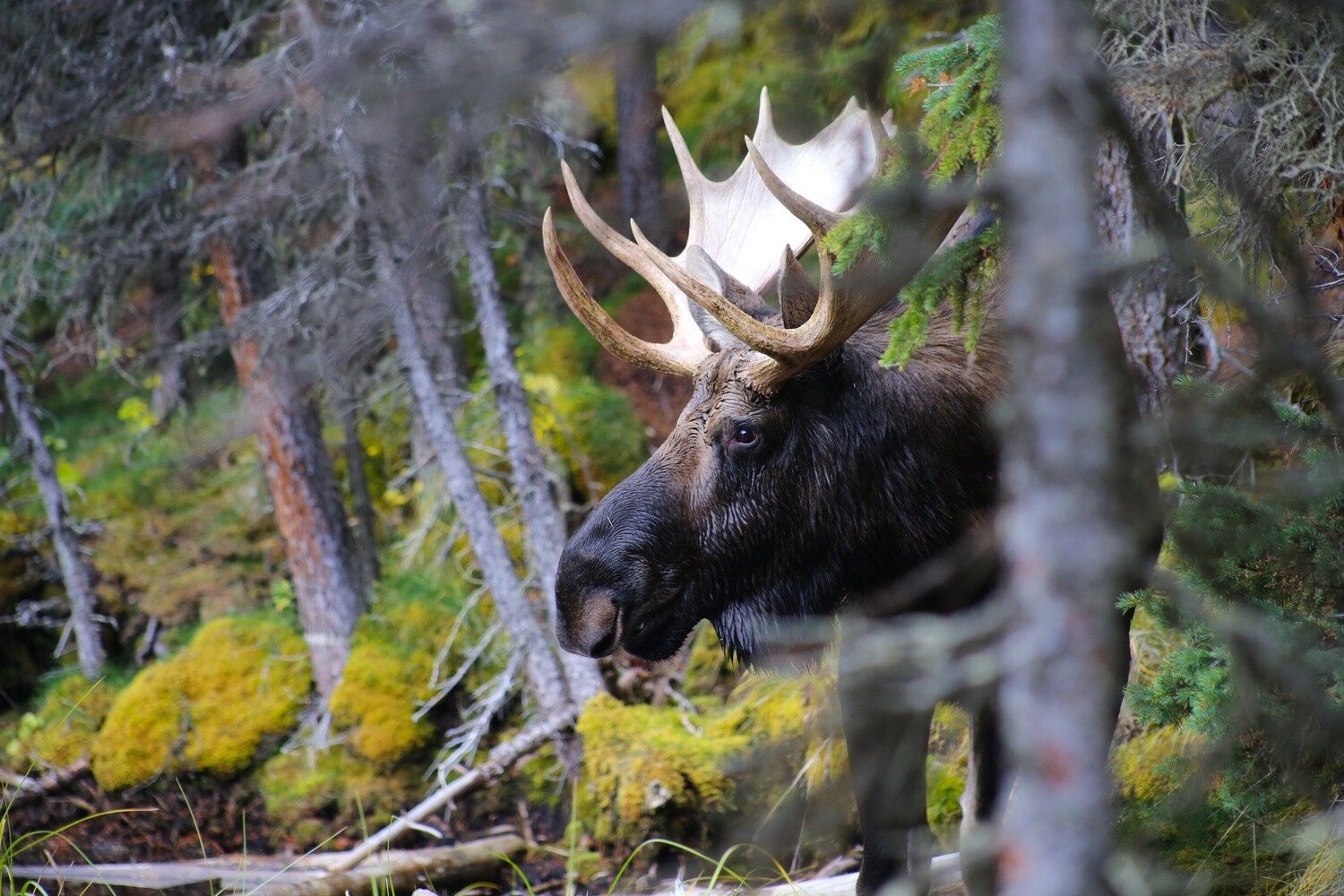 Chasse à l'Orignal | Forfait 2 Chasse à l'Orignal | Forfait 2