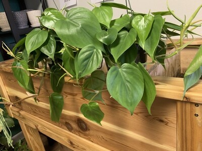 Philodendron 'Heart leaf'
