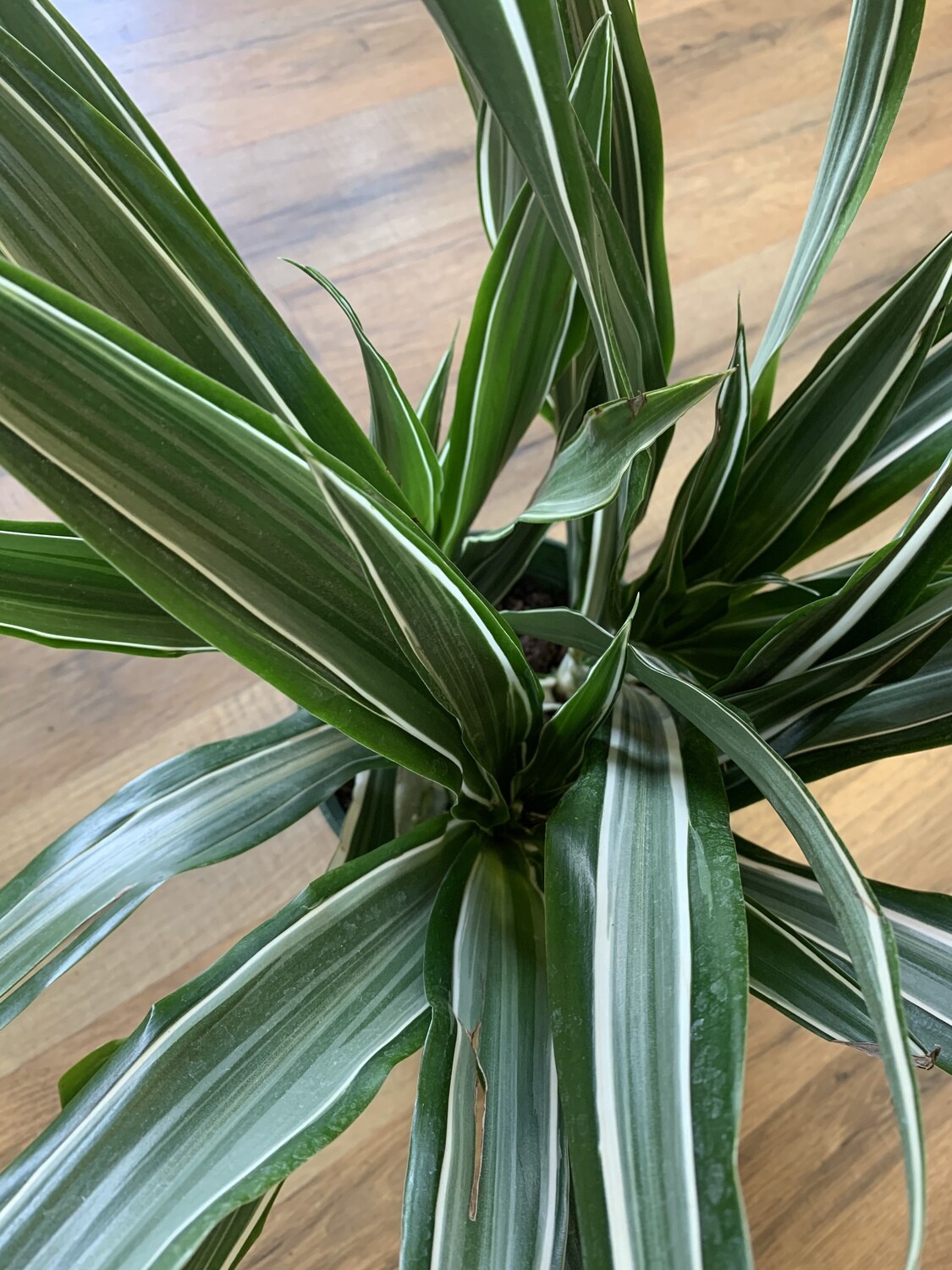 Dracaena �White Bird�