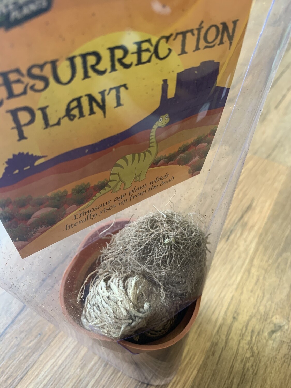 Resurrection Plant
