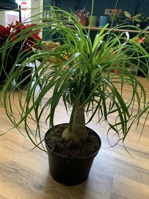 Beaucarnea 'Ponytail Palm'