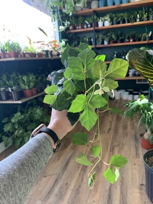 Cissus Alata 'Oak leaf Ivy' 