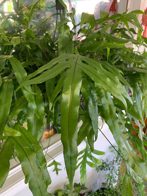 Microsorum diversifolium 'Kangaroo paw fern' 