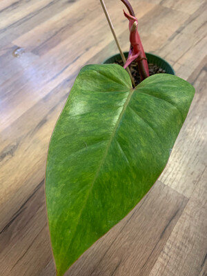 Philodendron 'Painted Lady' 