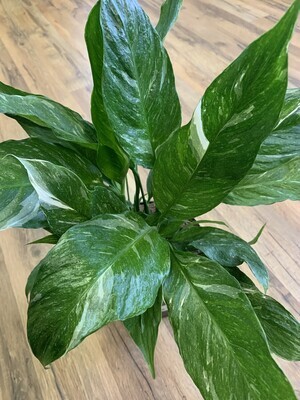 Spathiphyllum 'Domino' Peace lily