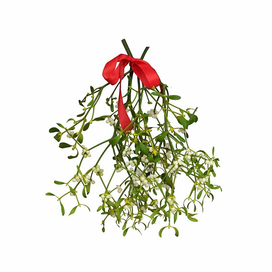 mooie Maretak Medium mistletoe kerstversiering