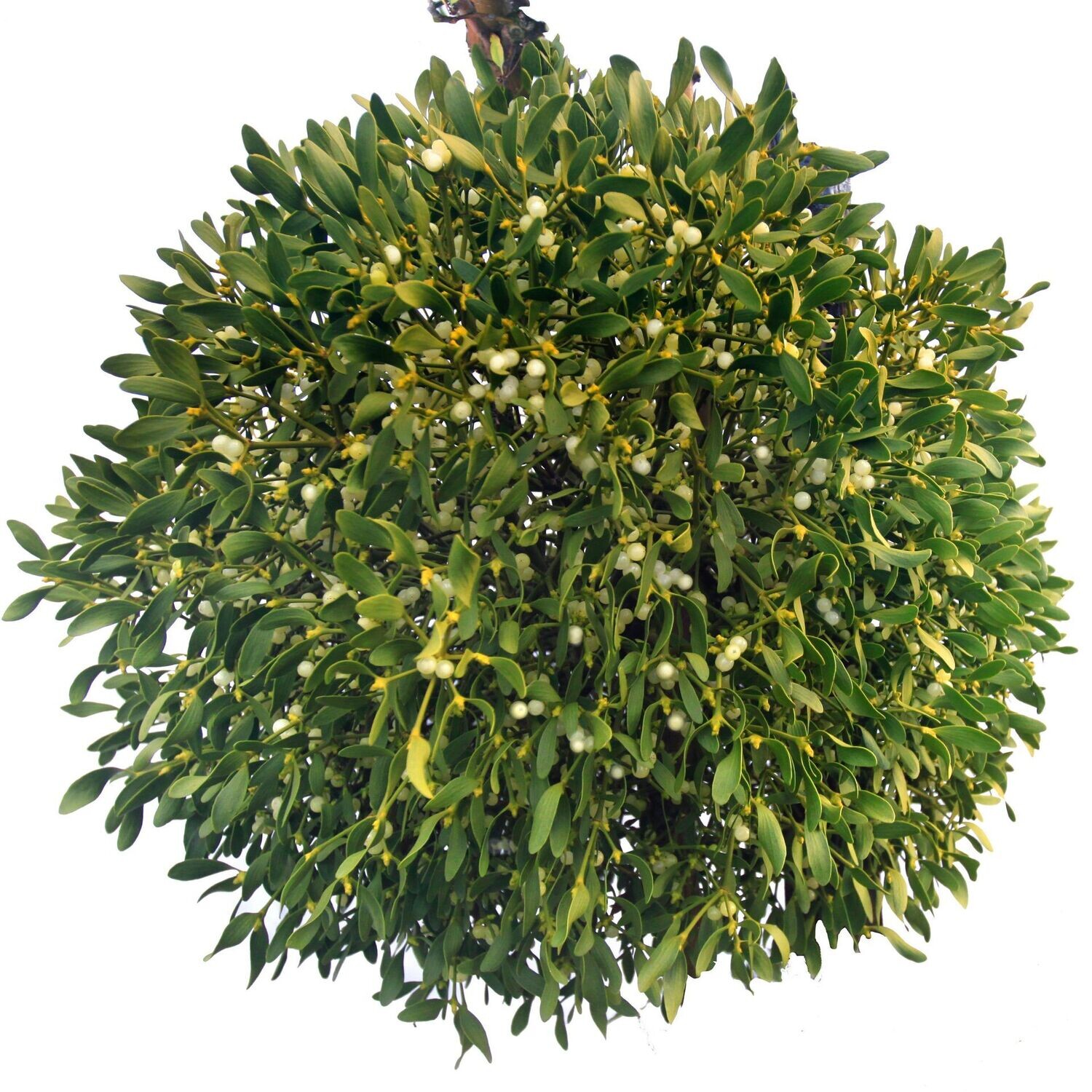 BOL Maretak Large Mistletoe Kerstversiering bol-maretak-large-mistletoe-kerstversiering