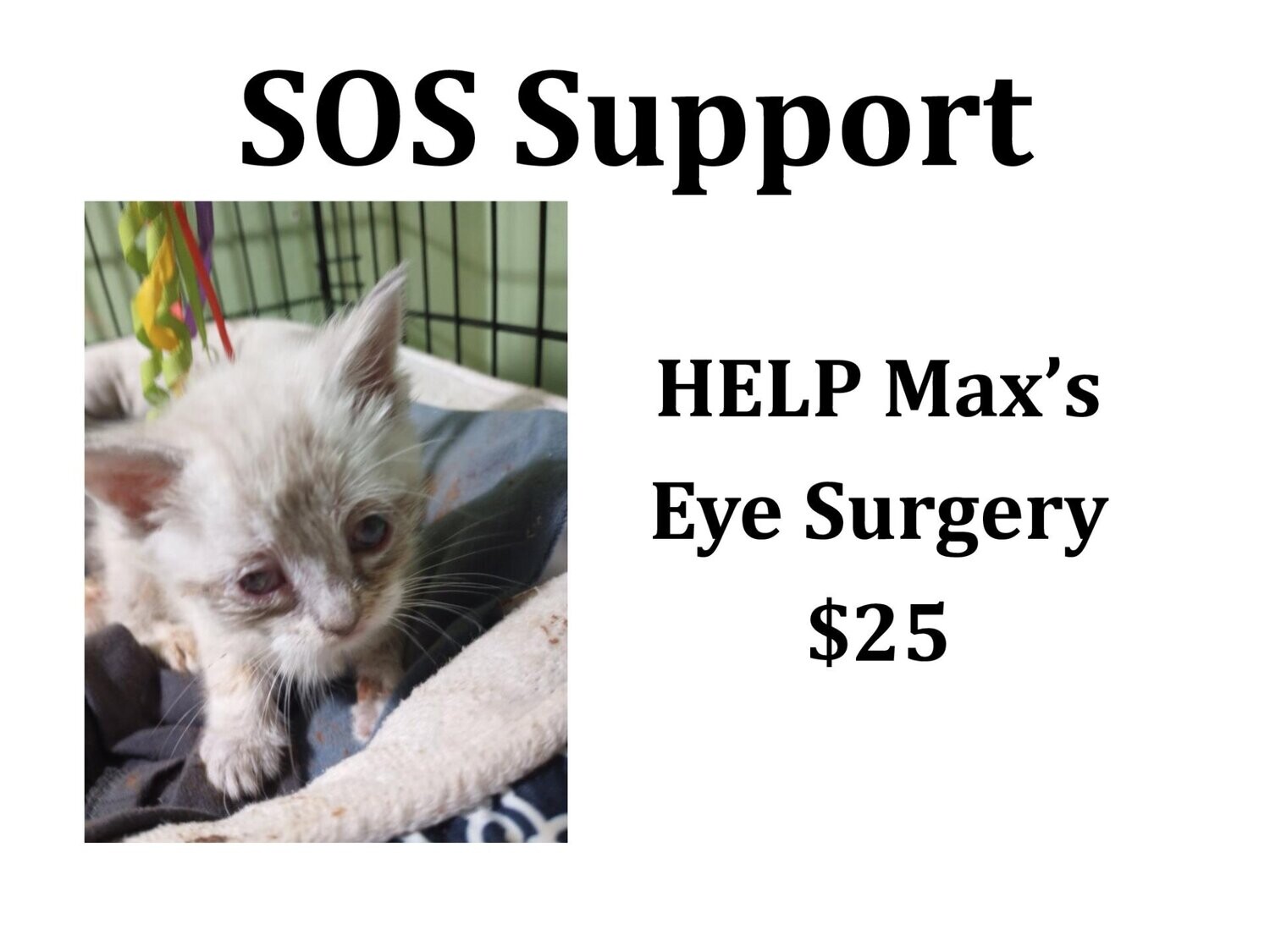Help Max's Eye Surgery Help Max's Eye Surgery