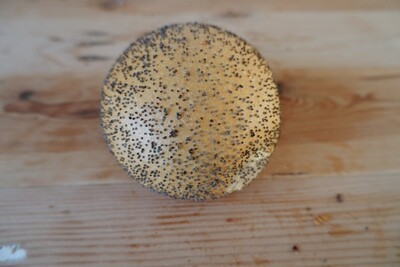 Pistolet Maanzaad (enkel zaterdag en zondag)