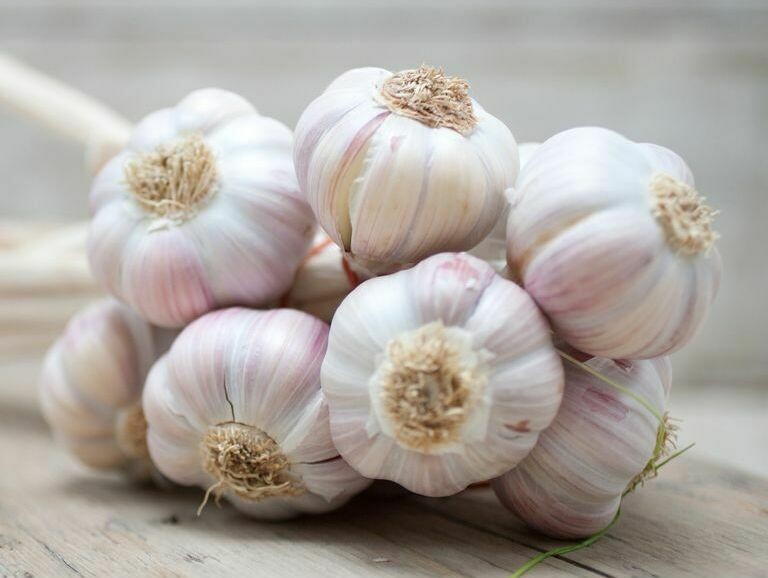 GARLIC GARLIC