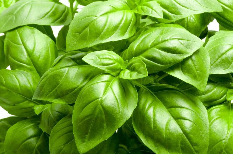 BASIL BASIL
