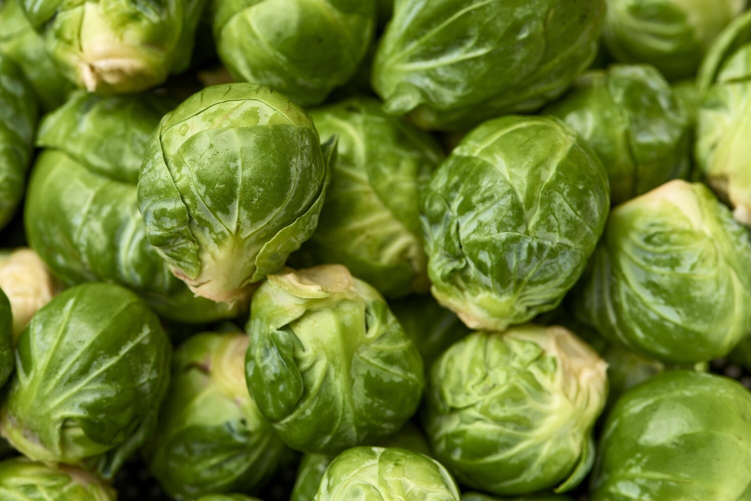 BRUSSELS SPROUTS BRUSSELS SPROUTS