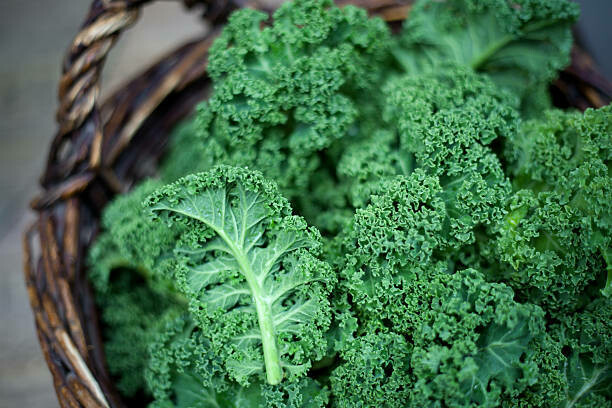KALE - GREEN (ONT) KALE - GREEN (ONT)