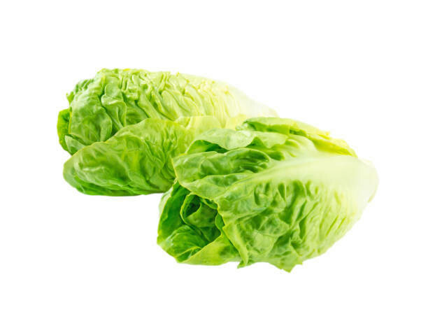 LETTUCE - ROMAINE HEARTS LETTUCE - ROMAINE HEARTS