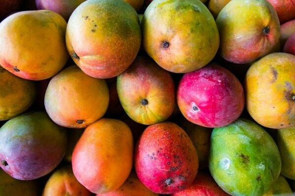MANGO MANGO