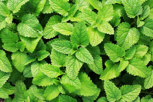 MINT MINT