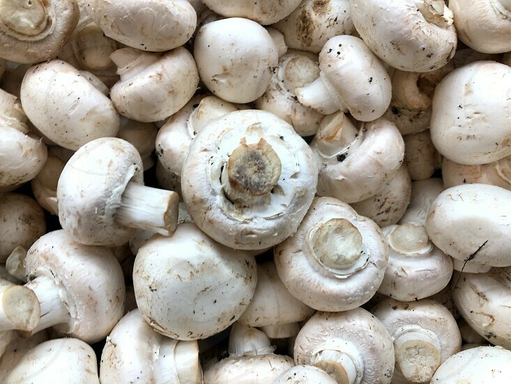 MUSHROOMS - REGULAR MUSHROOMS - REGULAR