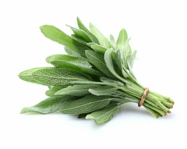 SAGE SAGE
