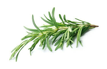 ROSEMARY ROSEMARY