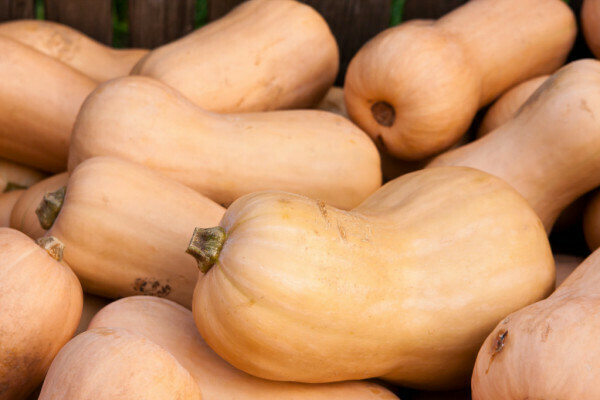 SQUASH - BUTTERNUT (ON) SQUASH - BUTTERNUT (ON)