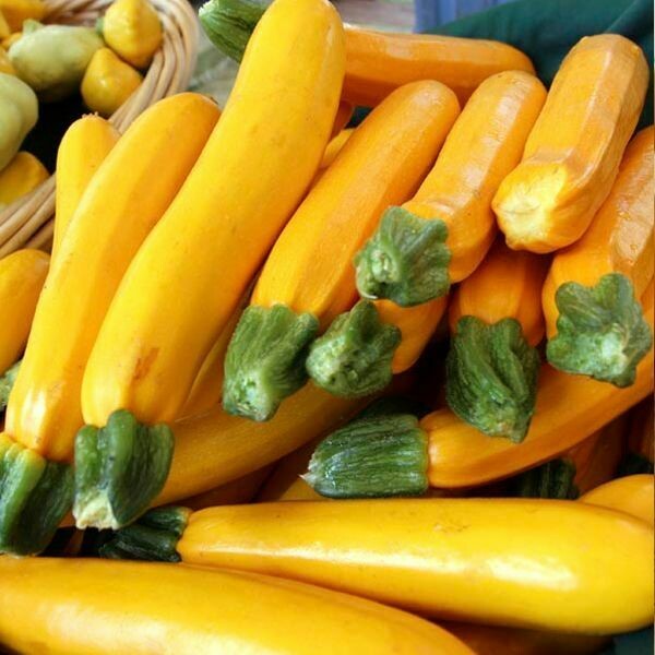 ZUCCHINI - YELLOW (ONT) ZUCCHINI - YELLOW (ONT)