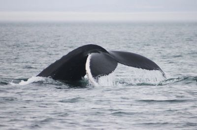 Billet Croisières Juillet 2026