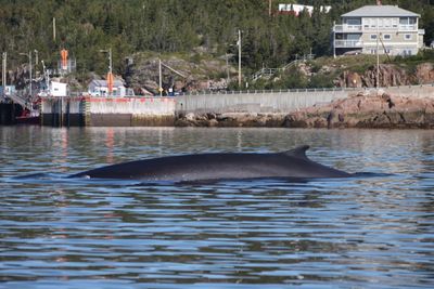 Billet Croisières Octobre 2026 (Whale Watching Ticket October 2026)