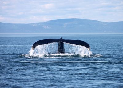 Billet Croisières Septembre 2026 (Whale Watching Ticket September 2026)
