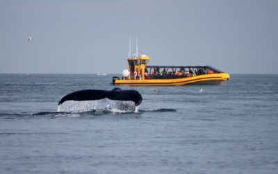Billet Croisière Août 2026 (Whale Watching Ticket August 2026)