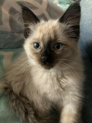 $35 Donation - TNR Donation Package