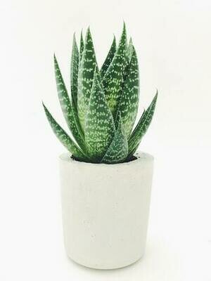 SUCCULENTS
