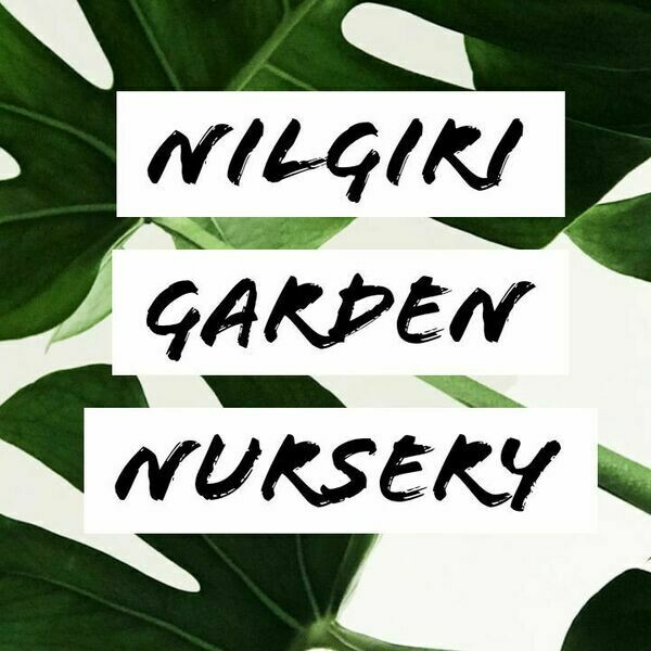 Nilgirigardennursery