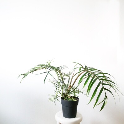 Philodendron Tortum (large)