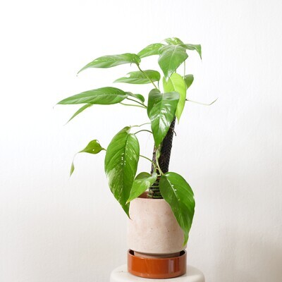 Epipremnum Pinnatum variegata