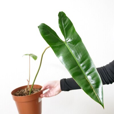 Philodendron Billietiae *rooted cutting