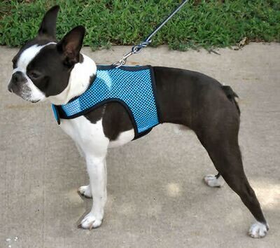 bark apparel harness