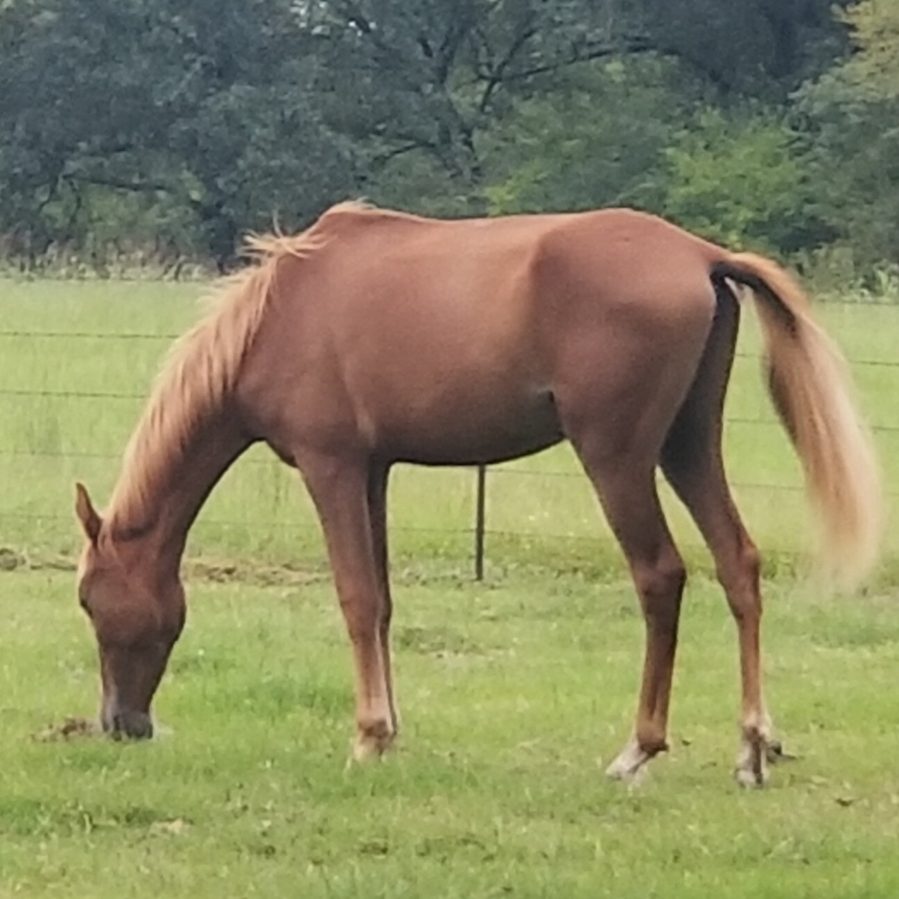 Ruger Ruger