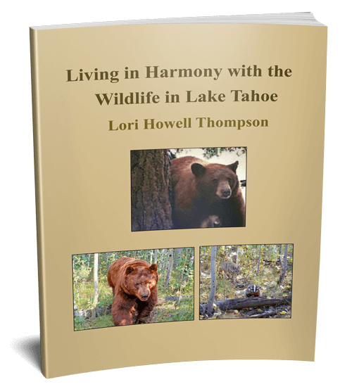 Living In Harmony With The Wildlife In Lake Tahoe