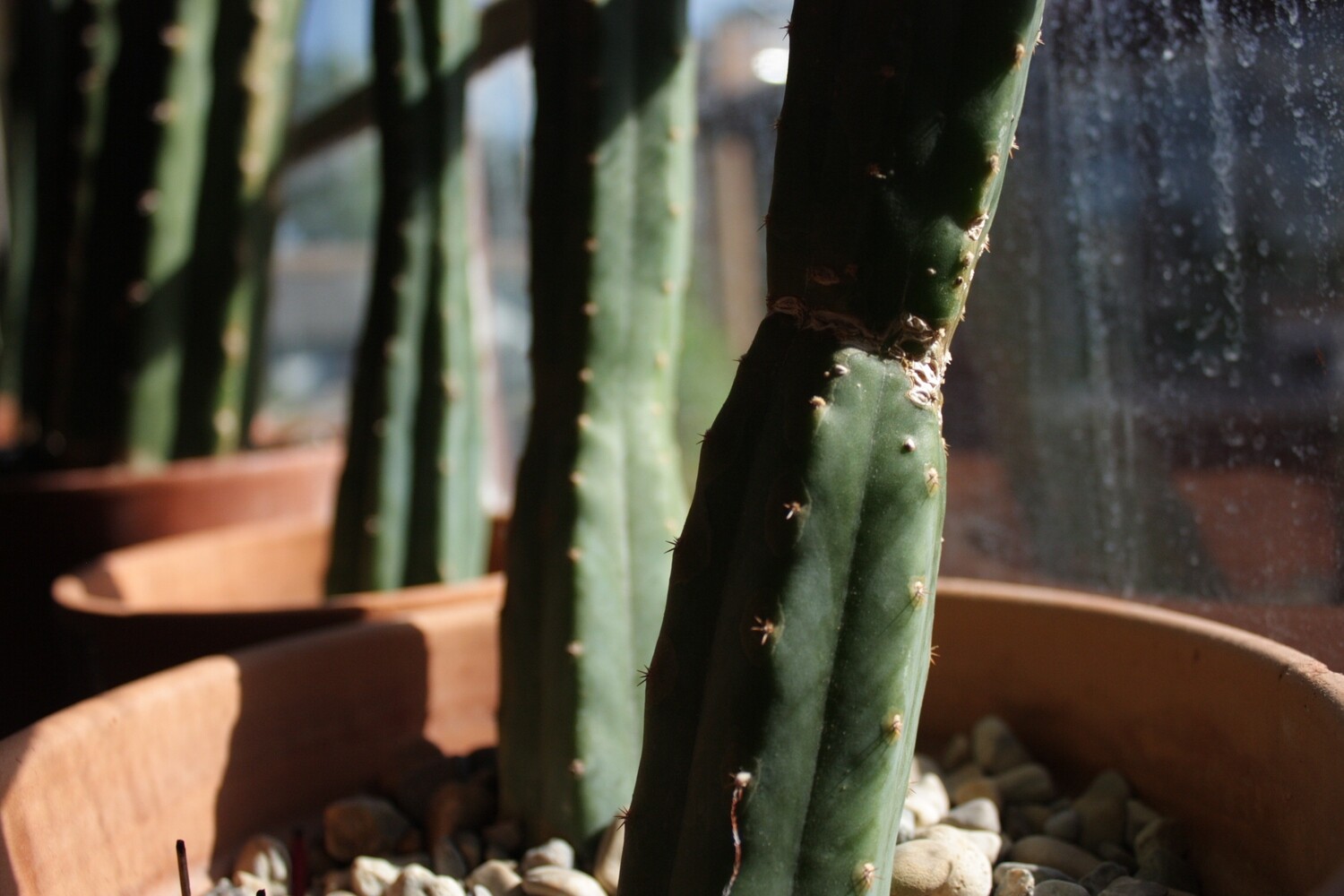 Trichocereus Pachanoi cutting