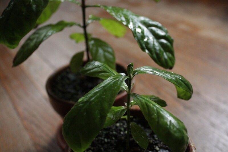Psychotria Carthagenensis (cutting)