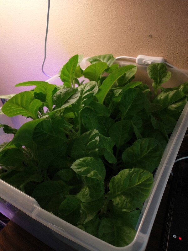 Nicotiana tobaccum (live plant)