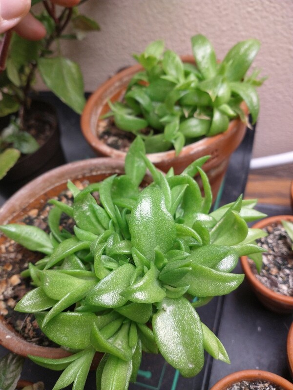 Scelentium Tortuosum cutting