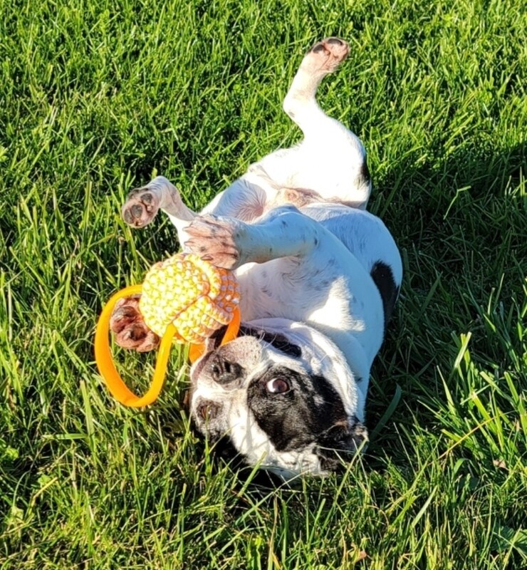 Spangy Ball